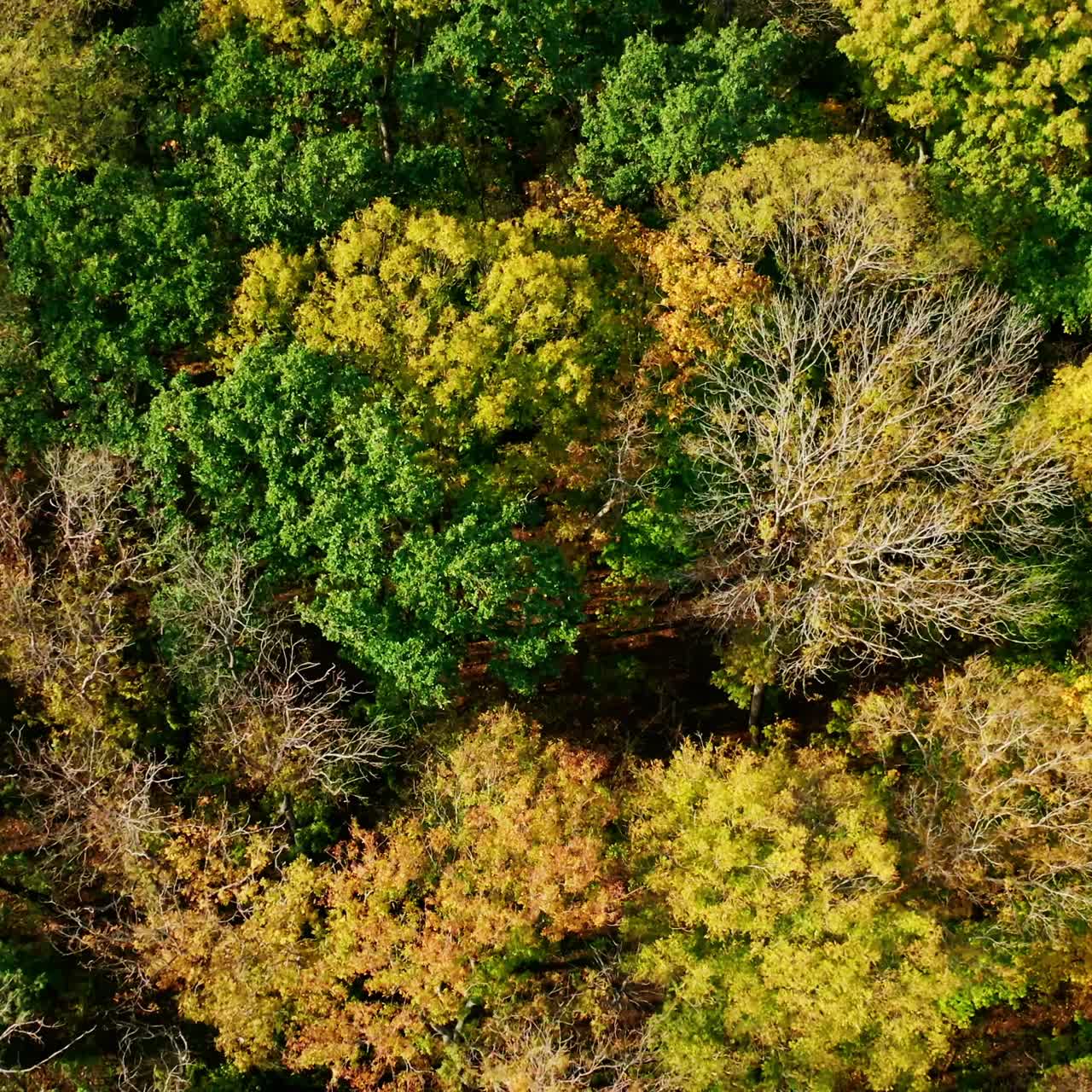 Amazing scenery at autumn. Beautiful forest at fall. View from above on colorful trees. Motion camera top down. Aerial landscape.