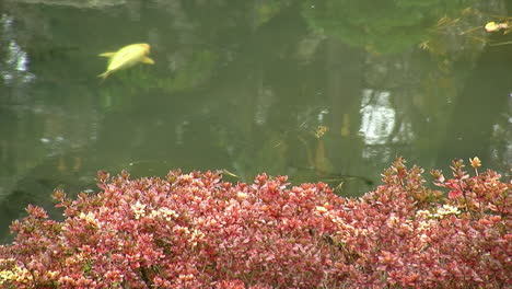 koi fish swims in pond in autumn with azalea bush in foreground