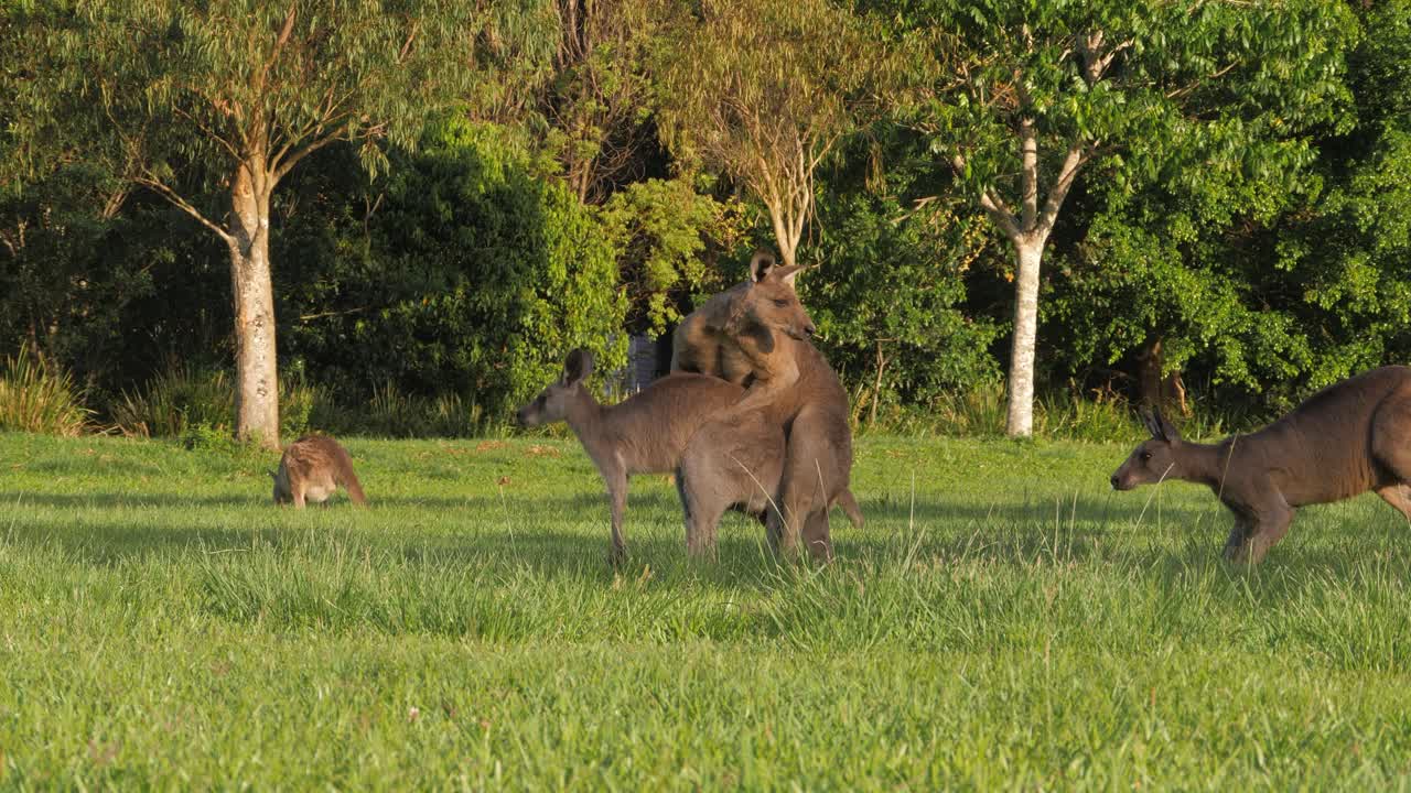 Australian Wood Duck Walking In Front Of Eastern Grey Kangaroos Mating In The Grassland. - wide shot