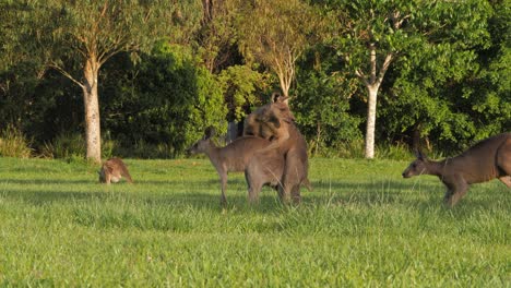 australian wood duck walking in front of eastern grey kangaroos mating in the grassland. - wide shot