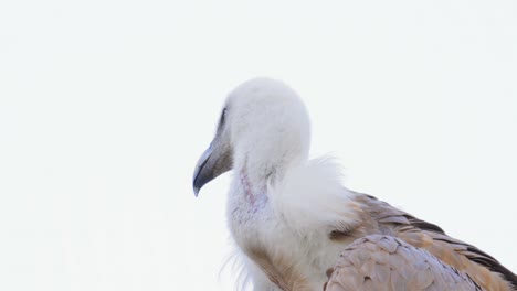 Griffon-vulture-(Gyps-fulvus)-is-a-large-Old-World-vulture-in-the-bird-of-prey-family-Accipitridae.-It-is-also-known-as-the-Eurasian-griffon.