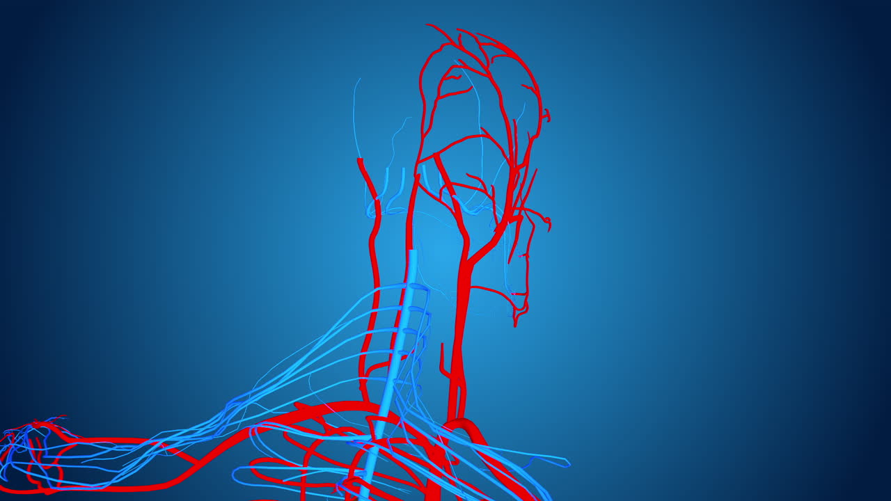 Vascular System of the Head and Arm