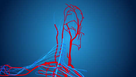 Vascular System of the Head and Arm