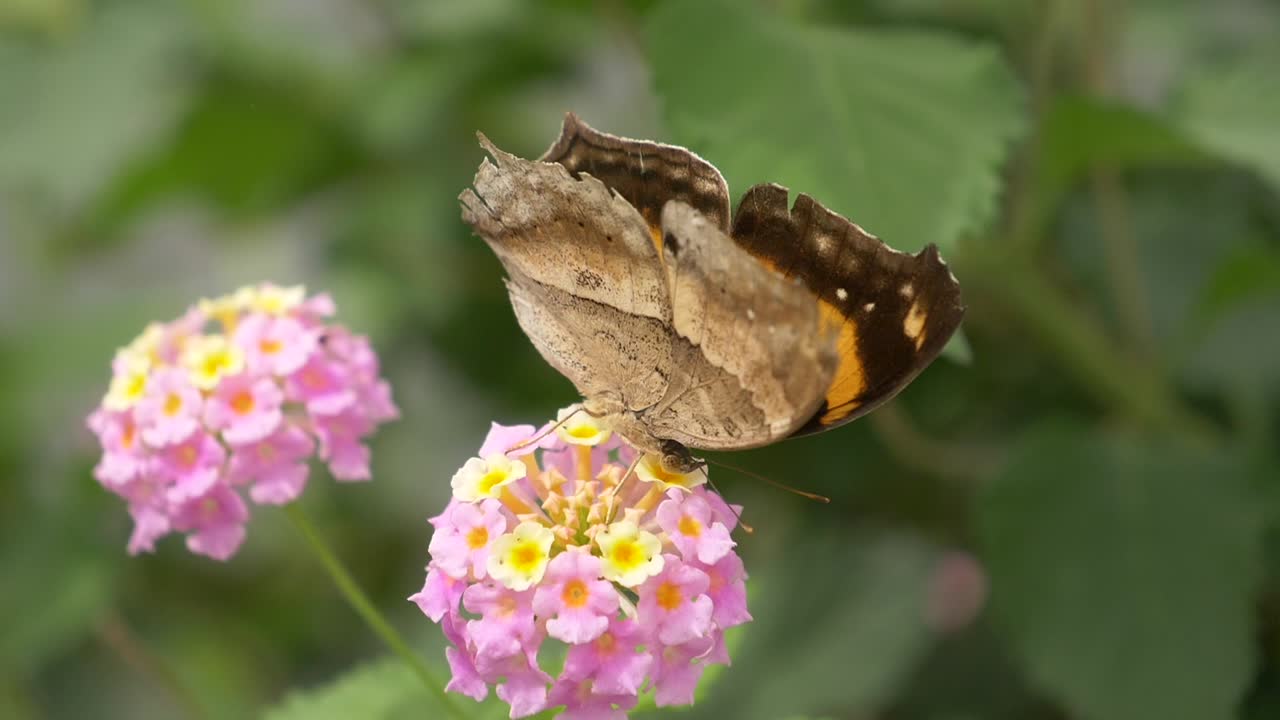 Primo piano di una bellissima farfalla monarca che riposa in un fiore rosa e giallo nella natura selvaggia - Sottofamiglia Danainae, origine nei tropici americani.