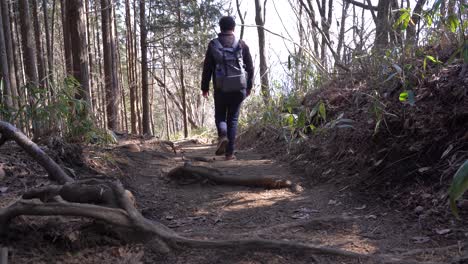 un joven excursionista caminando por la montaña boscosa con su mochila - tiro amplio