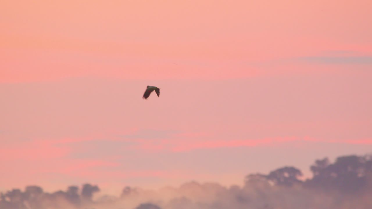In Peru’s Amazon, Single parrot in silhouette sweep across the misty jungle, glowing in twilight’s warm hues.