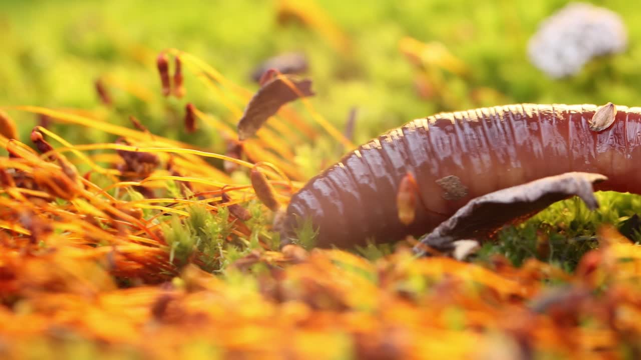 una lombriz de tierra es un invertebrado terrestre que pertenece a la clase clitellata, orden oligochaeta, filo annelida. exhiben un plan corporal de tubo dentro de un tubo.