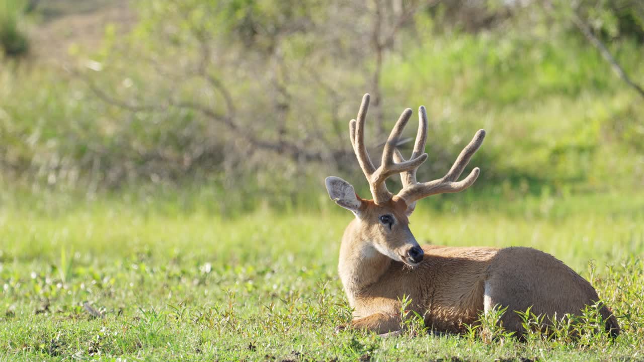ciervo rumiante de pantano, blastocerus dichotomus con cuerno óseo descansando sobre la hierba verde en la orilla del río, aleteando sus orejas y preguntándose por su entorno, región natural del pantanal, sudamérica