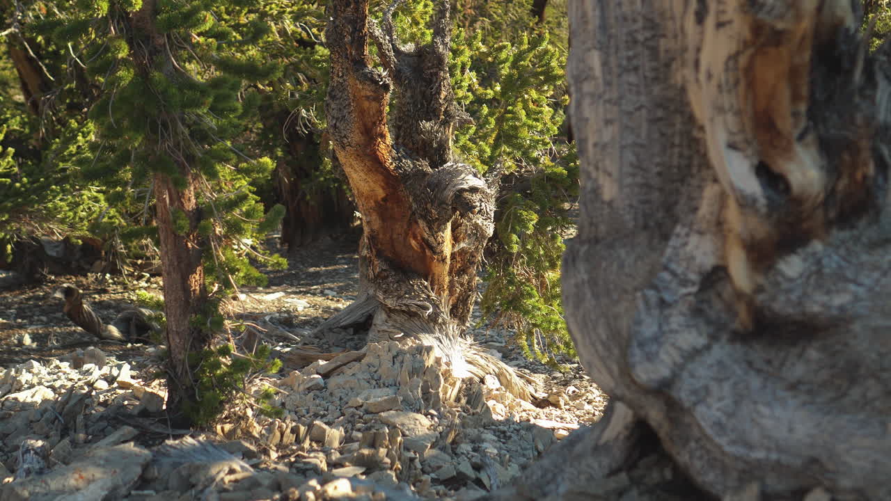 imágenes en primer plano de pinos de bristlecone enroscados entre el terreno rocoso, y agujas verdes en el antiguo bosque de pinos bristlacone