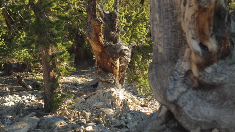 Close-up-footage-of-gnarled-bristlecone-pines-among-rocky-terrain,and-green-needles-in-the-Ancient-Bristlecone-Pine-Forest