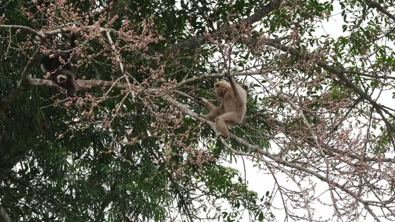 individuos negros y blancos alimentándose de frutas luego el de la izquierda sube y baja la rama para unirse al blanco, el gibón de manos blancas o lar gibón hylobates lar, tailandia