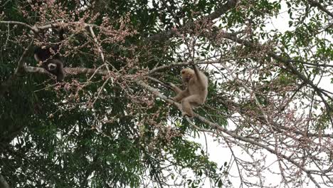 individui bianchi e neri che si nutrono di frutta poi quello a sinistra sale e scende il ramo per unirsi a quello bianco, il gibbone a mani bianche o lar gibbon hylobates lar, thailandia