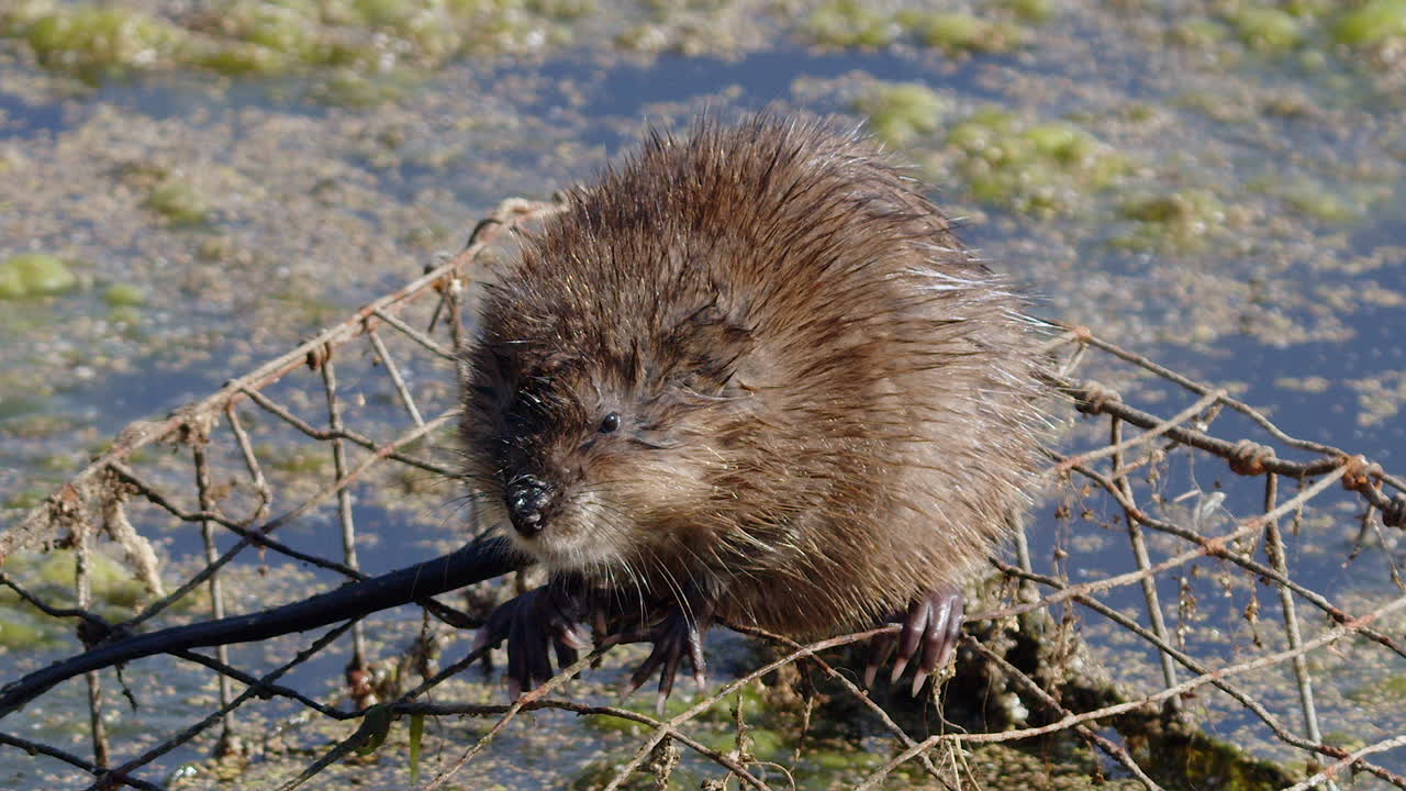 Muskrat looks at camera from atop wire cage in pond full of algae