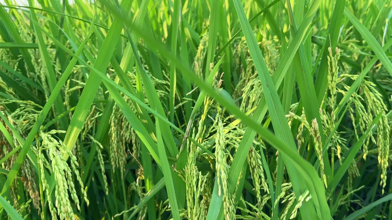 Camera flying smoothly over vibrant green paddy stalks filled with ripening grains, capturing the serene beauty, rhythm, and freshness of rural agricultural landscapes