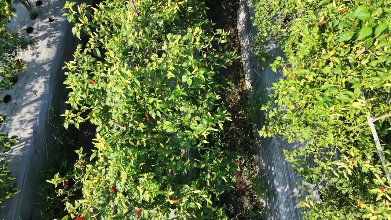 Aerial drone footage flying forward over a lush green chili pepper farm. The camera captures rows of healthy crops with red and green chilies growing on plastic mulch in an agricultural field.