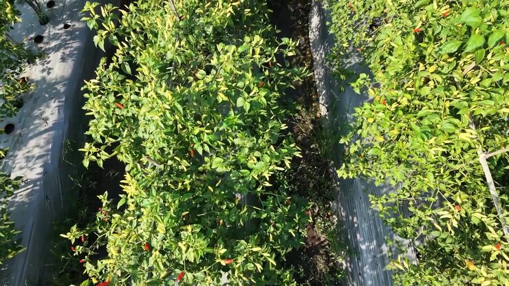 Aerial drone footage flying forward over a lush green chili pepper farm. The camera captures rows of healthy crops with red and green chilies growing on plastic mulch in an agricultural field.