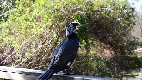 Portrait-shot-of-black-Cormorant-shaking-head-and-resting-in-wilderness-during-sunny-day---close-up