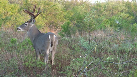 whitetail deer in the wild