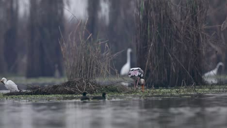 Bemalter-Storch-Fischen-Im-Feuchtgebiet-1