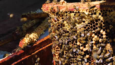 beekeeper takes the honeycomb with bees and honey from the hive with a tool, apitherapy.