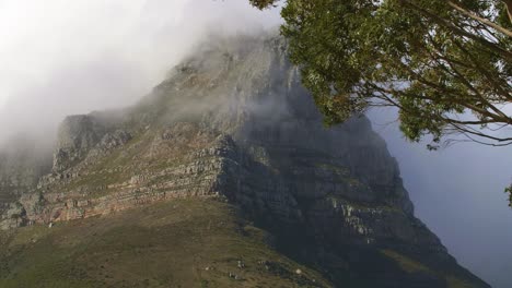 close up of lions head