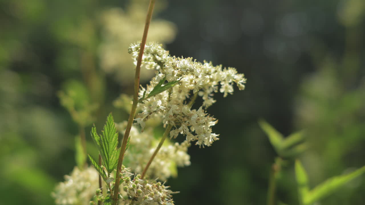 Close-up of Meadowsweet Flowers