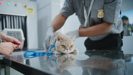 airport pet inspection