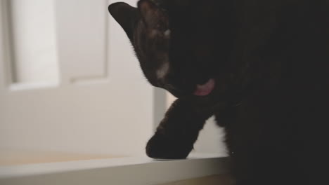 close up of a black cat licking itself at home