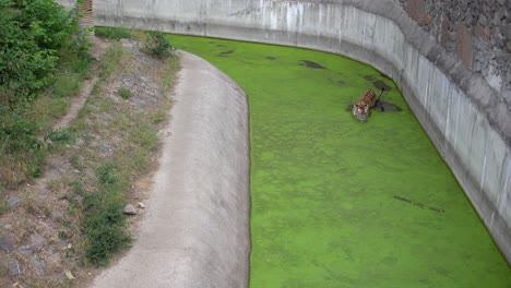 los tigres de bengala se relajan en el agua