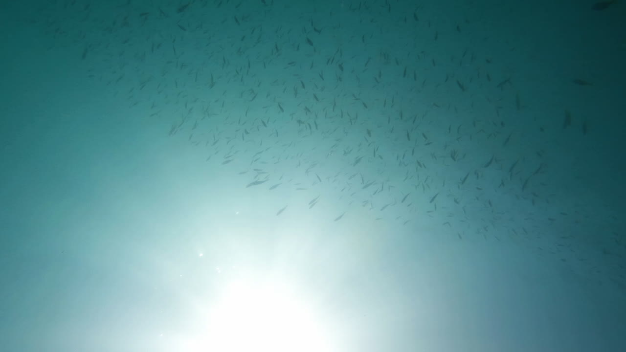 ⁇ 은 파란 물속의 사르딘 무리의 영화적인 수중 촬영, 4k, 120fps, 슬로모