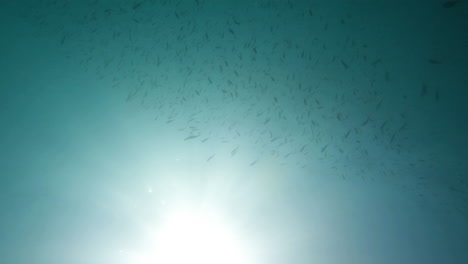 Filmische-Unterwasseraufnahme-Eines-Sardinenschwarms-Im-Klaren-Blauen-Wasser,-4k,-120-Fps,-Slomo