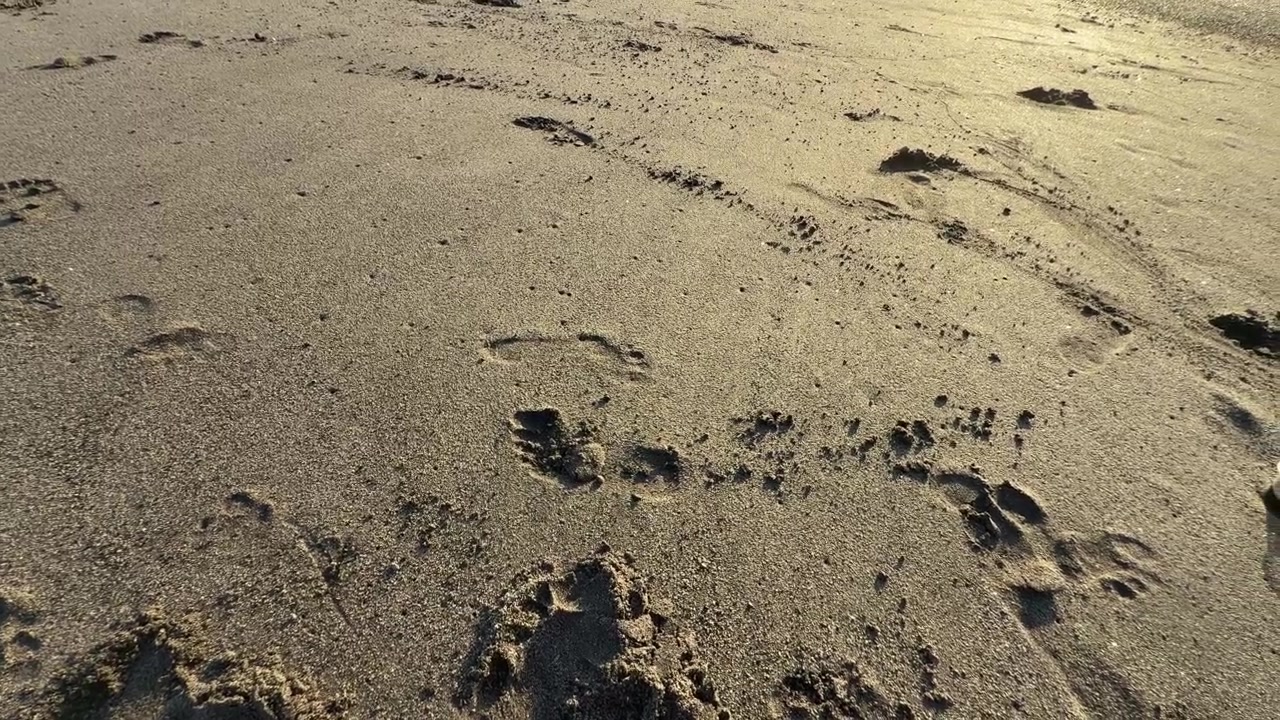 Varie impronte di piedi e di zampe su una spiaggia sabbiosa al tramonto