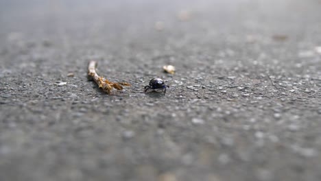 beetle walking towards camera