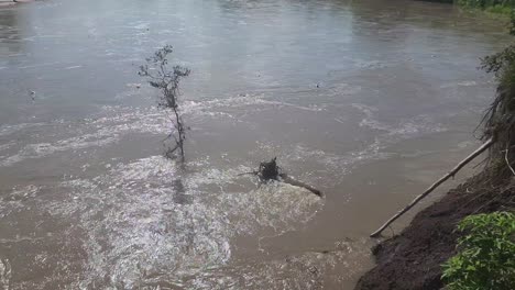 this is a video of a large river, flowing swiftly past several trees, and over flowing its banks, causing erosion