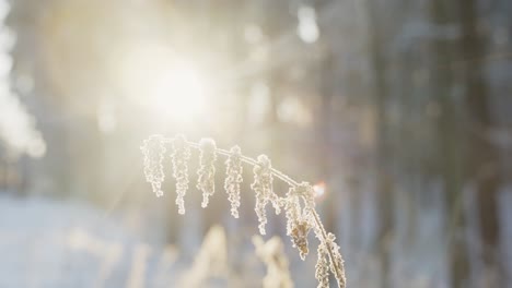 Resplandor-Solar-Brillante-En-Una-Mañana-Congelada-De-Invierno,-Cerca-De-Una-Planta-Helada,-Pan