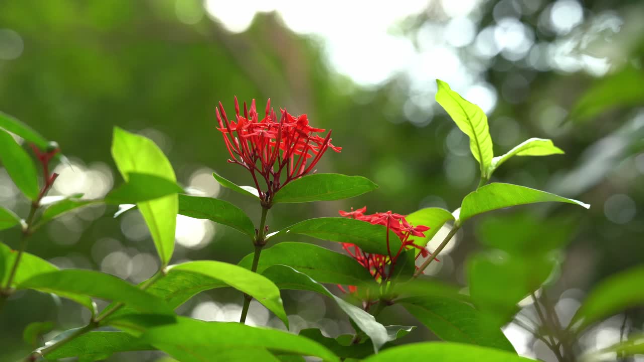 Red Flowers at the Taipei Botanical Garden