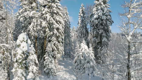 Ascendiendo-A-Través-De-Pinos-Nevados-En-Los-Bosques-De-Jorat-Cerca-De-Le-Mont-sur-lausanne,-Vaud,-Suiza