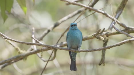 Fulchoki-Godawori-En-Katmandú-Es-El-Hogar-De-Aves-Raras-De-Nepal