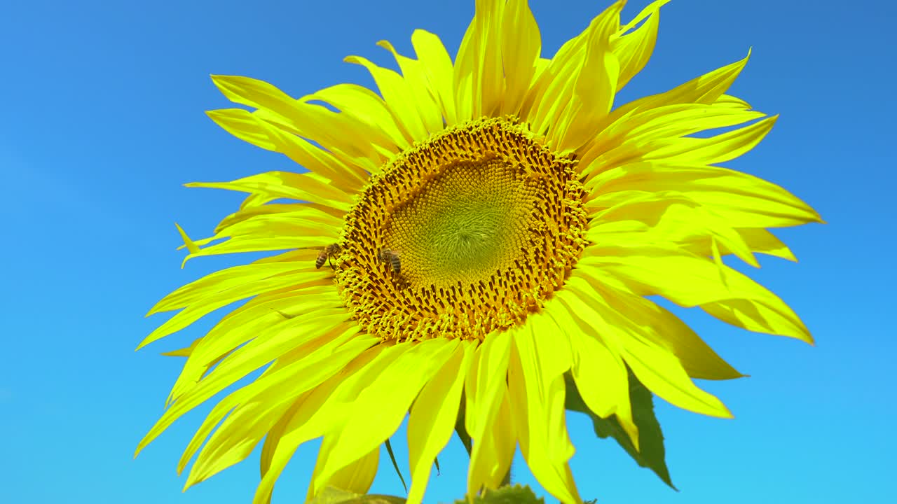 abeja recogiendo polen de girasol en el campo. campo de girasoles. girasol balanceándose en el viento.