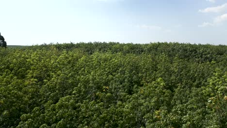 rubber plantation aerial view