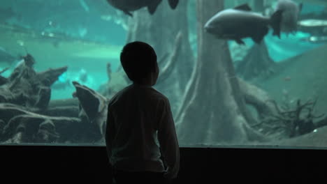 Silhouette-Eines-Kleinen-Kindes-Im-Aquarium-Des-Wissenschaftsmuseums,-Das-Aufgeregt-Ist,-Große-Fische-In-Einem-überfluteten-Wald-Zu-Sehen