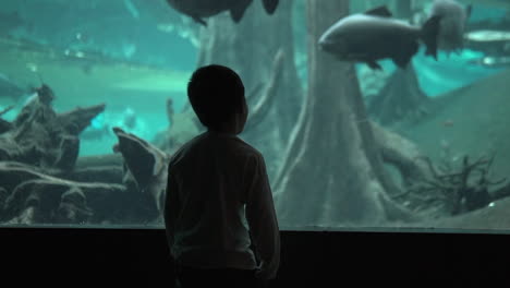 silhouette of a little kid at the science museum aquarium excited to see big fish in a flooded forest