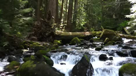 Slowly-following-upstream-a-rapidly-flowing-river-in-lush-green-forest,-aerial-FPV
