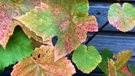 Autumn-yellow-orange-foliage-of-a-vineyard