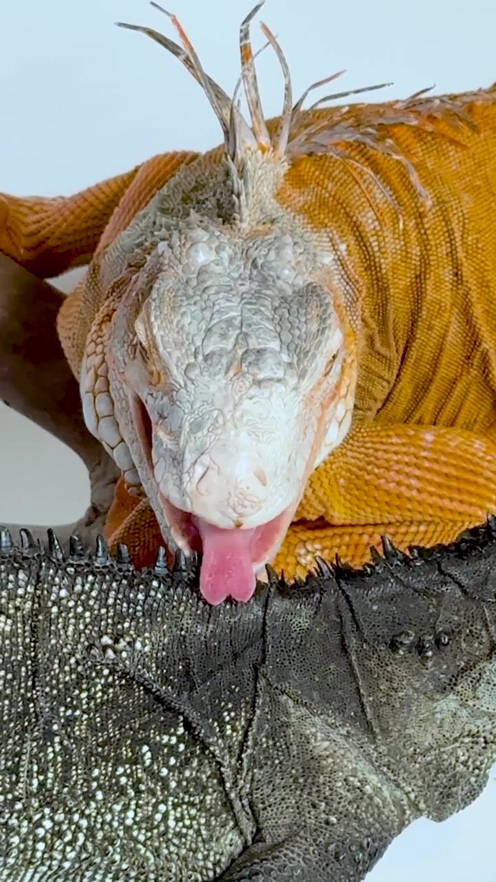 Un'iguana rossa e un'iguana nera riposano insieme in un luminoso ambiente da studio
