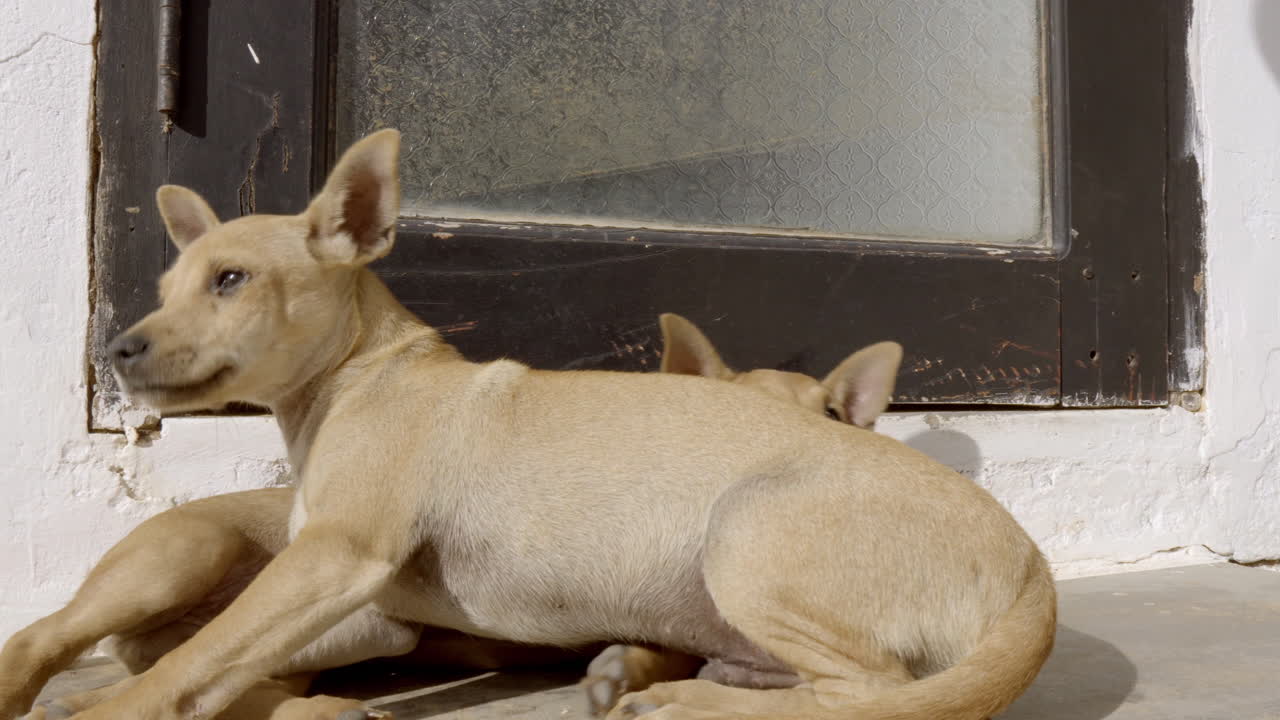 cachorro mestizo cansado con el virus del moquillo caminando y durmiendo sobre otro cachorro