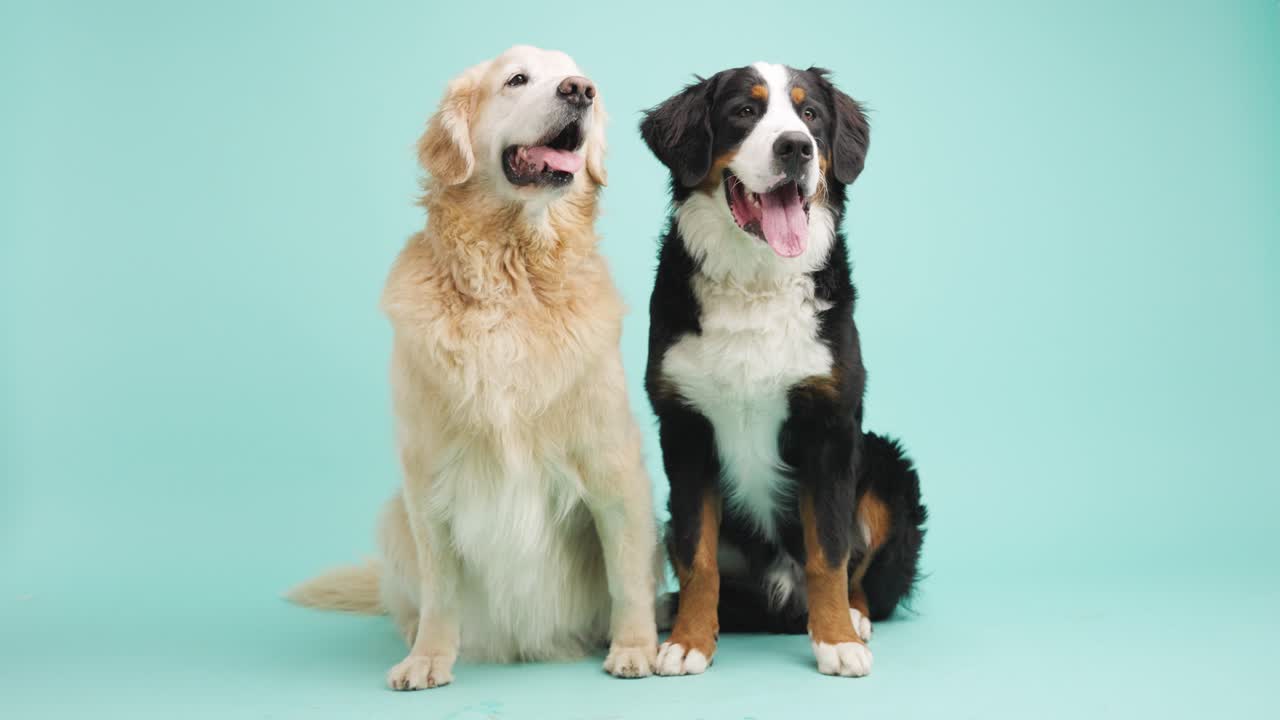 Two dogs sitting side by side