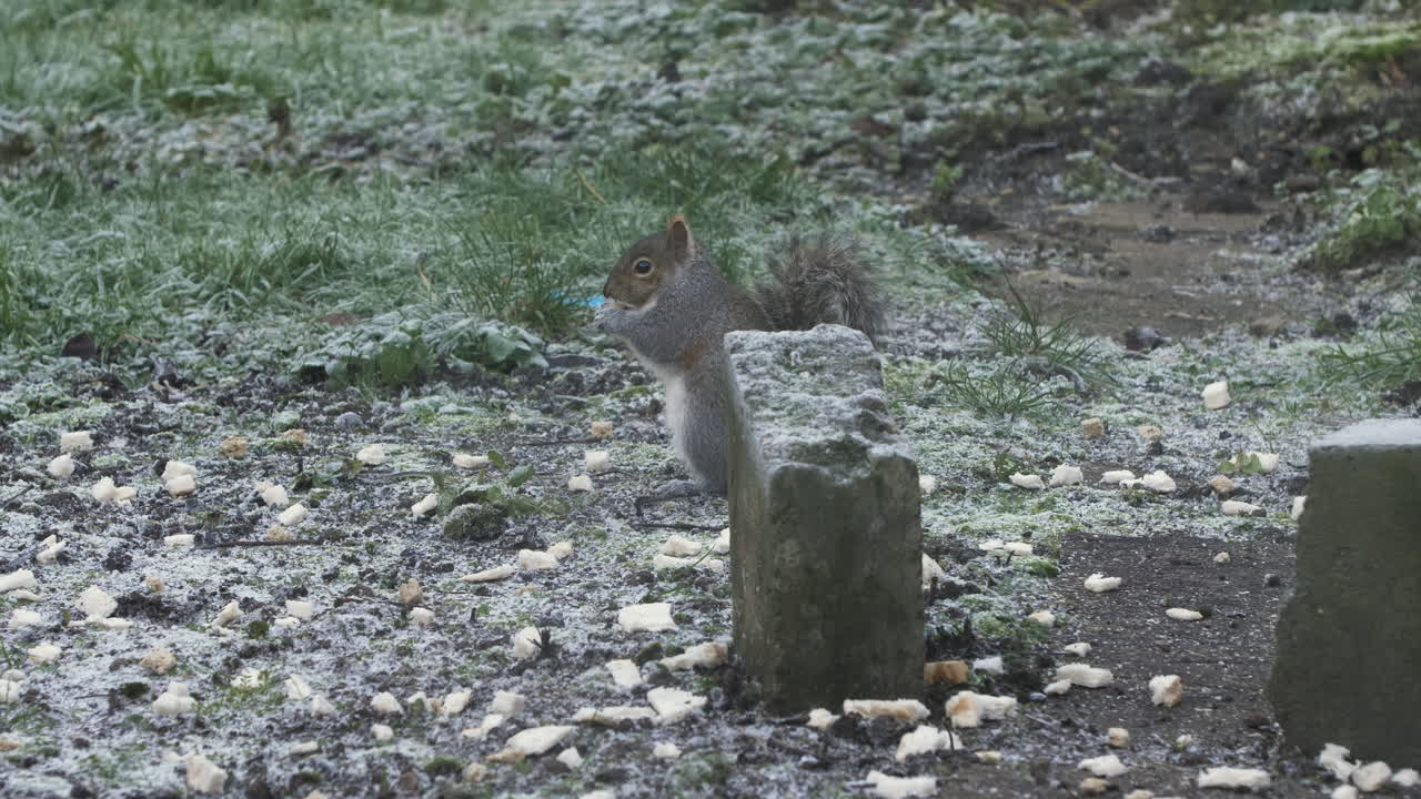 Scoiattolo grigio che mangia pezzi di pane dal giardino in un pomeriggio gelido dietro un mattone forato
