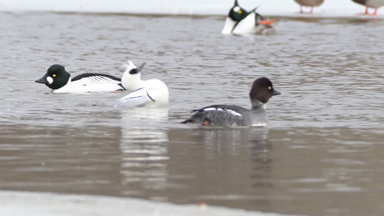 Smew and King Eider swim among wild ducks in a cold lake with snow and ice along edges. Slow motion.