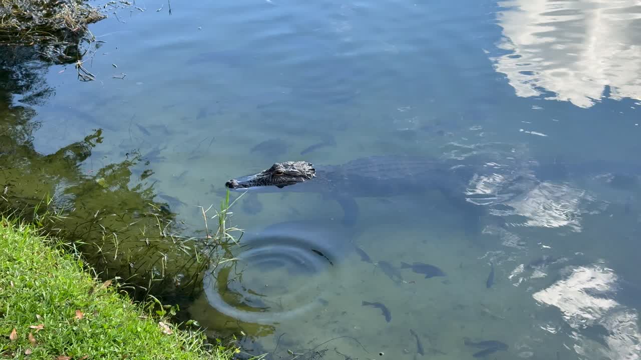 Fish, turtles and an alligator in a lake in Florida